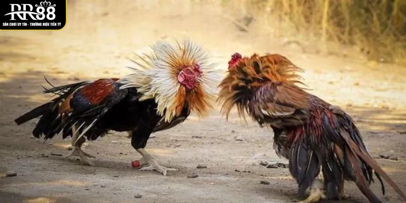 chi-tiet-cach-de-dat-cuoc-an-toan-khi-xem-da-ga-c1-tai-rr88