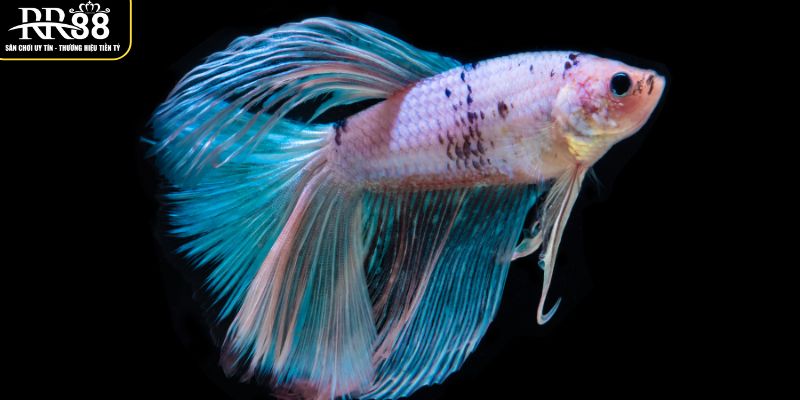 Mơ Thấy Cá - Ý Nghĩa Tâm Linh Và Những Con Số May Mắn khai-quat-giac-mo-thay-ca